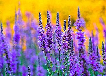 Fami通新一周销量榜 《鬼灭之刃：火之神血风谭》登顶